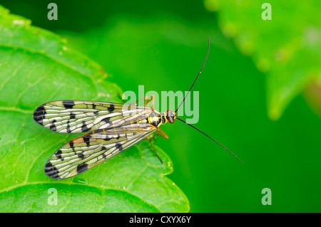 Gemeinsame Scorpionfly (Panorpa Communis), Weiblich, North Rhine-Westphalia Stockfoto