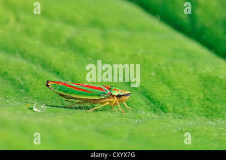 Rhododendron Leafhopper (Graphocephala Fennahi, Graphocephala Coccinea), North Rhine-Westphalia Stockfoto