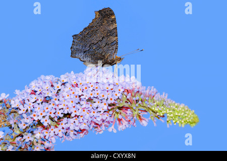 Tagpfauenauge (Inachis Io, Nymphalis Io) auf Sommerflieder, Sommer Flieder oder Schmetterlingsstrauch (Buddleja Davidii) Stockfoto