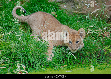 Löwe (Panthera Leo), Cub, afrikanischen Arten, Gefangenschaft, Niederlande, Europa Stockfoto