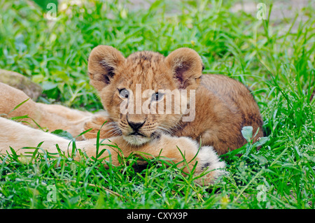 Löwe (Panthera Leo), Cub, afrikanischen Arten, Gefangenschaft, Niederlande, Europa Stockfoto