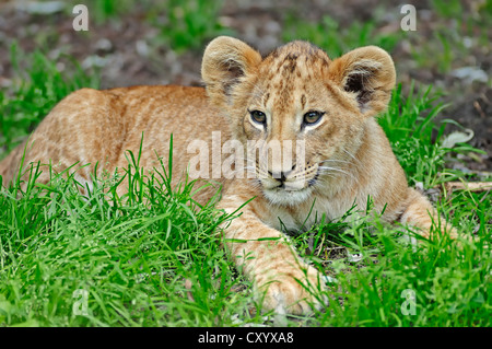 Löwe (Panthera Leo), Cub, afrikanischen Arten, Gefangenschaft, Niederlande, Europa Stockfoto