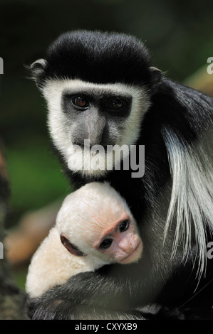 Guereza, Mantled Guereza oder Black And White Colobus Affen (Colobus Guereza), Jugendlichen mit Baby, Afrikanische Arten, in Gefangenschaft Stockfoto