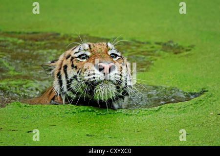 Sibirischer Tiger oder Amur-Tiger (Panthera Tigris Altaica), Schwimmen, asiatischen Arten gefangen, den Niederlanden, Europa Stockfoto