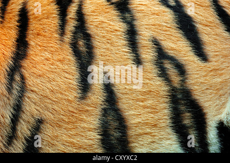 Sibirischer Tiger oder Amur-Tiger (Panthera Tigris Altaica), Detail der Mantel, asiatische Arten, in Gefangenschaft Stockfoto