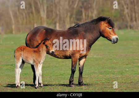 Exmoor Pony, Stute und Fohlen in einer Weide, Niederlande, Europa Stockfoto