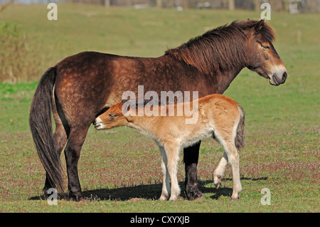 Exmoor Pony, Stute Spanferkel ein Fohlen, Niederlande, Europa Stockfoto