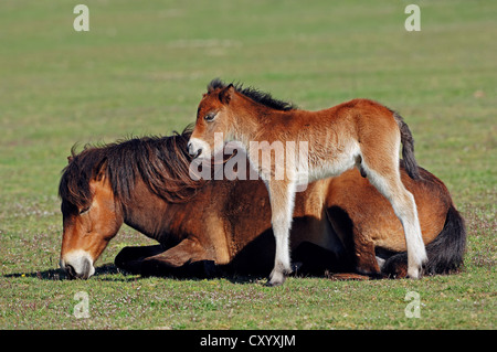 Exmoor Pony, Stute und Fohlen in einer Weide, Niederlande, Europa Stockfoto