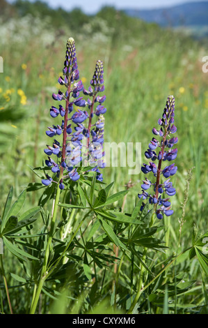 Wilde Lupinen (Lupinus Angustifolius), Wiese an Waitzdorfer Hoehe, Sächsische Schweiz, Sachsen Stockfoto