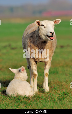 Hausschaf (Ovis Orientalis Aries), Ewe und ein Lamm auf einer Weide, Nord-Holland, Niederlande, Europa Stockfoto