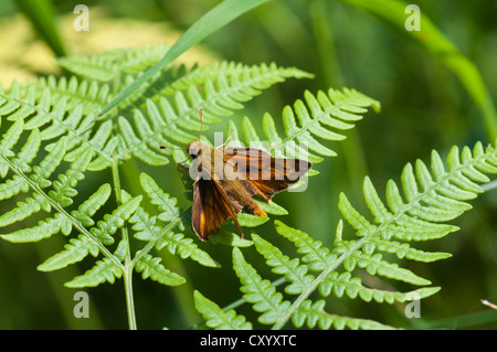 Rostrote große Skipper (Ochlodes Venatus), Männlich, Moenchbruch Nature Reserve, Hessen Stockfoto