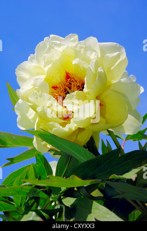 Gelbe Baum Pfingstrose (Paeonia Lutea), Blume Stockfoto