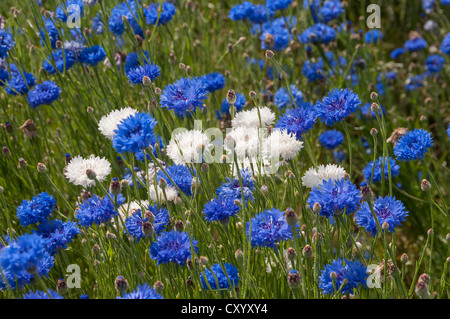 Kornblumen (Centaurea Cyanus) blaue und weiße mutierte Formen, Dreieich-Goetzenhain, Hessen Stockfoto