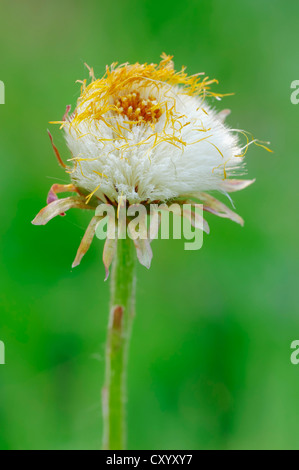 Huflattich (Tussilago Farfara), Samen, Kopf, North Rhine-Westphalia Stockfoto