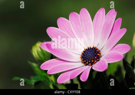 Kap-Marguerite, Van Staden Fluss Daisy oder Stern der Steppe (Dimorphotheca Ecklonis, Osteospermum Ecklonis) Stockfoto