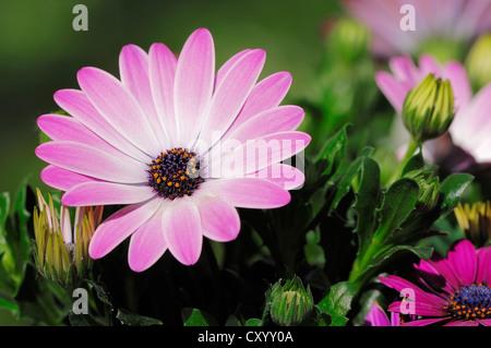 Kap-Marguerite, Van Staden Fluss Daisy oder Stern der Steppe (Dimorphotheca Ecklonis, Osteospermum Ecklonis) Stockfoto