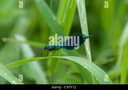 Schöne Prachtlibelle (Calopteryx Virgo), Männlich, auf Reed im Moenchbruch Nature Reserve, Hessen Stockfoto