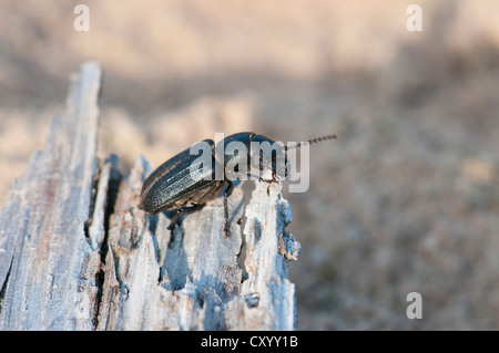 Longhorn Beetle (Spondylis Buprestoides), auf Totholz im Moenchbruch Nature Reserve, Hessen Stockfoto