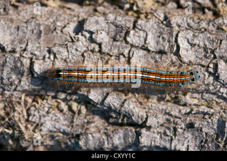 Lakai Motte (Malocosoma Neustrien), Raupe auf Totholz im Moenchbruch Nature Reserve, Hessen Stockfoto