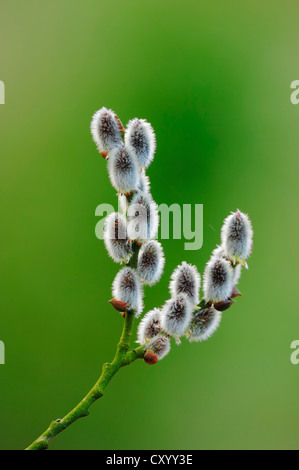 Ziege-Weide (Salix Caprea), männliche Kätzchen, North Rhine-Westphalia Stockfoto
