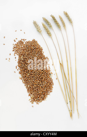 Weichweizen (Triticum Aestivum), Ohr und Weizen Körner Stockfoto