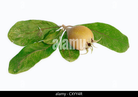 Gemeinsamen Mispel (canescens Germanica), Früchte und Blätter Stockfoto