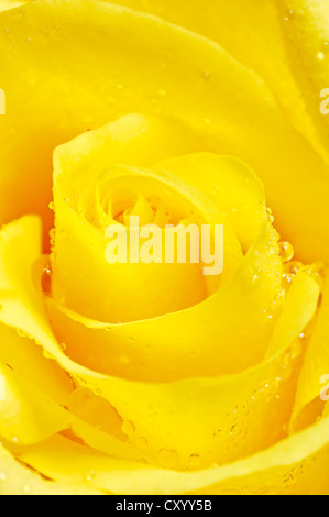 Gelbe Rose (Rosa SP.), Tropfen Blume Detail mit Wasser Stockfoto