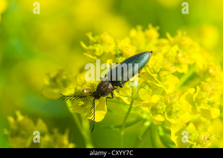 Klicken Sie auf Käfer (Ctenicera Pectinicornis) thront auf einem Zypressen-Wolfsmilch (Euphorbia Cyparissias), Moenchbruch Naturschutzgebiet, Hessen Stockfoto