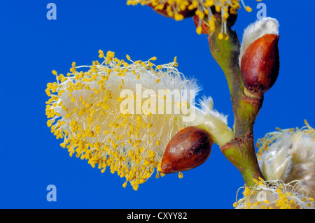 Ziege-Weide (Salix Caprea), männliche Kätzchen, North Rhine-Westphalia Stockfoto