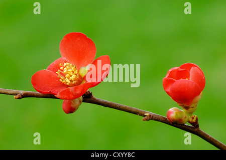 Japanische Quitte (Chaenomeles Japonica), Zweig mit Blüten, in Asien, dekorative Pflanze gefunden Stockfoto