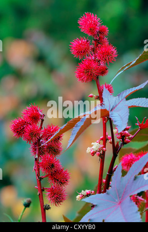 Wunderbaumes oder Palm Christi (Ricinus Communis), Früchte, Heilpflanze Stockfoto