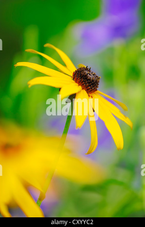 Orange Sonnenhut oder Sonnenhut (Rudbeckia Fulgida), ursprünglich aus Nordamerika, eine Gartenpflanze Stockfoto