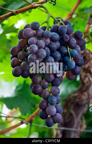 Tafeltrauben (Vitis Vinifera) wächst an Rebstöcken im Gewächshaus in Flämisch-Brabant, Flandern, Belgien Stockfoto