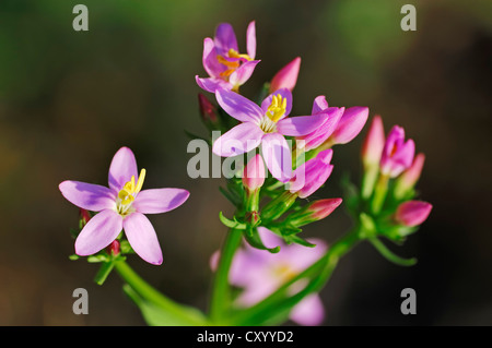 Tausendgüldenkraut (Centaurium Saccharopolyspora, Centaurium minus Centaurium Umbellatum), North Rhine-Westphalia Stockfoto