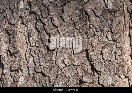 Rinde des gemeinsamen Rosskastanie (Aesculus Hippocastanum), detail, Moenchbruch Nature Reserve, in der Nähe von Frankfurt am Main, Hessen Stockfoto