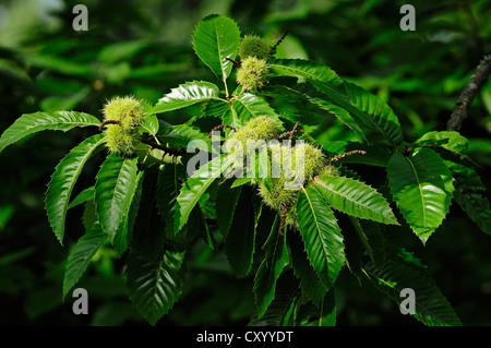 Sweet Chestnut oder Marron (Castanea Sativa) Samenkapseln auf dem Baum, North Rhine-Westphalia Stockfoto
