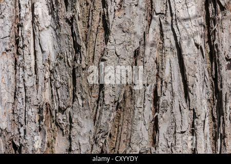 Rinde einer Europäische weiße Ulme oder flattern Ulmen (Ulmus Laevis), detail, Moenchbruch Nature Reserve, in der Nähe von Frankfurt am Main, Hessen Stockfoto