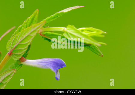 Gemeinsamen Skullcap, Sumpf-Helmkraut oder Kapuzen Skullcap (Helmkraut Galericulata), North Rhine-Westphalia Stockfoto