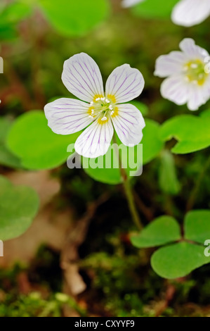 Gemeinsame-Sauerklee (Oxalis Acetosella), blühend, North Rhine-Westphalia Stockfoto