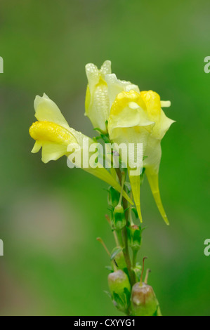 Gemeinsamen Leinkraut, gelbes Leinkraut oder Butter-and-eggs (Linaria Vulgaris), Blumen, North Rhine-Westphalia Stockfoto