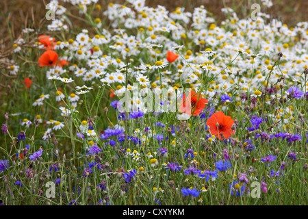 Bunte Wildblumen zeigt Mayweed, Mohn und Kornblumen auf Wiese im Frühling Stockfoto