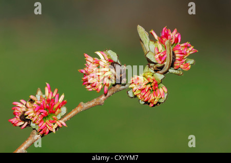Persische Eisenholz (Parrotia Persica), blühender Zweig, ursprünglich aus dem Iran und den Kaukasus Garten Pflanze Stockfoto