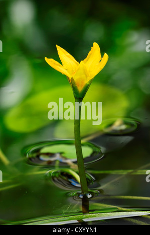 Fransen-Seerose, gelbe Floating-Herz (Nymphoides Peltata), blühend, North Rhine-Westphalia Stockfoto