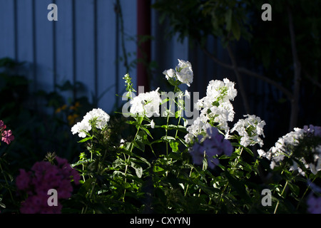 'Mia' Ruys Garten Phlox, Höstflox (Phlox paniculata) Stockfoto