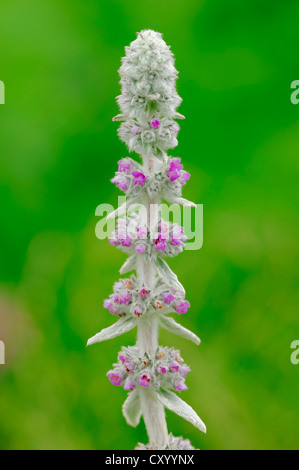 Lamb es Ohr (Niederwendischen Byzantina), ursprünglich aus Asien, Gartenpflanze Stockfoto