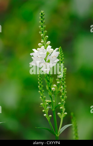 Gehorsam Pflanze oder falsche Drachenkopf (Physostegia Virginiana), ursprünglich aus Nordamerika, Gartenpflanze Stockfoto