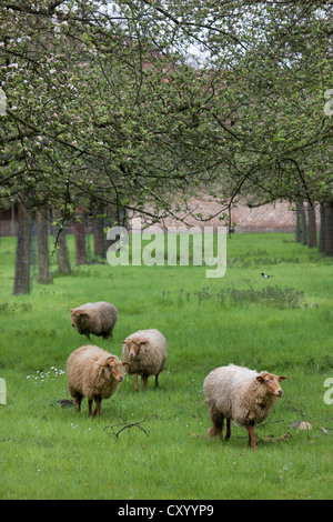 Ardense Voskop Schafbeweidung (Ovis Aries) im Obstgarten, Belgien Stockfoto