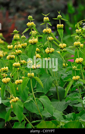 Jerusalem Salbei oder Lampwick Pflanze (Phlomis Russeliana), türkische Art, Gartenpflanze, Zierpflanze Stockfoto