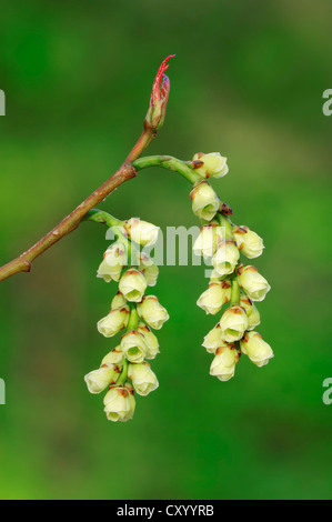 Buttercup Winter Hazel (Corylopsis Pauciflora, Corylopsis Spicata), Blüte, japanische und taiwanesische Arten Gartenpflanze Stockfoto