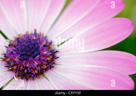 Kap-Margerite, Van Staden Fluss Daisy, Sundays River Daisy, White Daisy Busch, blau-weißen Daisy Busch, Stern der Steppe Stockfoto